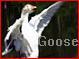 goose9898's Avatar